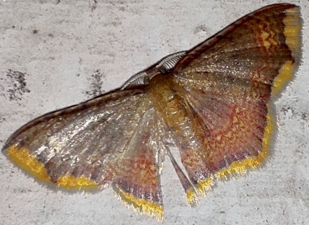 Yellow Shell Moth (Eois grataria)